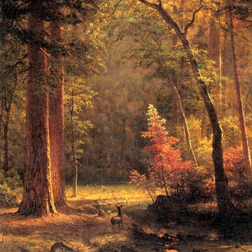 Dogwood - by Albert Bierstadt